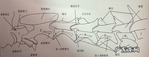 犬腰椎间盘病症的确诊