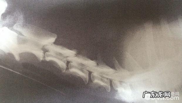 犬腰椎间盘病症的确诊