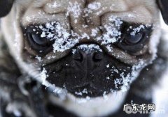 让巴哥犬杜绝皮肤疾病