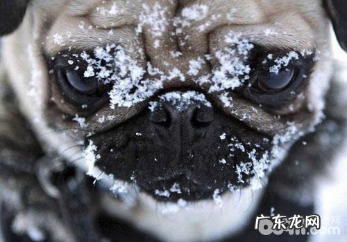 让巴哥犬杜绝皮肤疾病