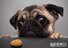 造成 巴哥犬腹泻的缘故有什么