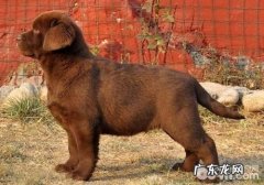 怎样治疗犬黑热病