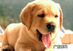 犬黑热病有哪些症状