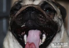 如何检查小狗的口腔内部