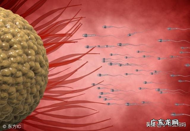 备孕合理安排同房-备孕如何提高概率