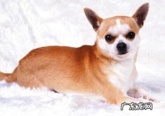 怎么知道犬伪狂犬病