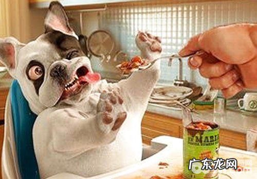 怎么知道犬伪狂犬病