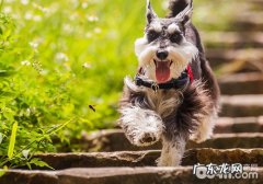 怎样对小狗的精神面貌做检查