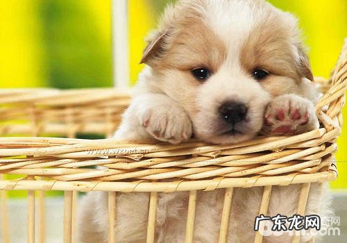 怎样对小狗的精神面貌做检查