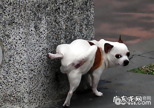 小狗小便有什么出现异常情况