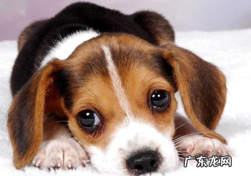 狗狗眼结膜炎检查的项目有什么