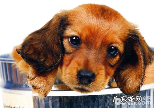 小狗疑难问题的解决方式