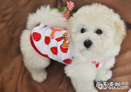 小狗疑难问题的解决方式