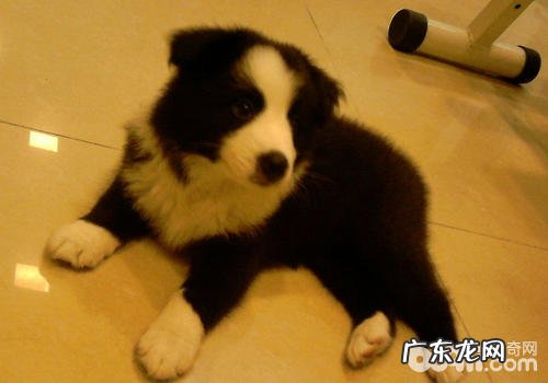 小狗尿频尿急及尿颜色出现异常是为什么