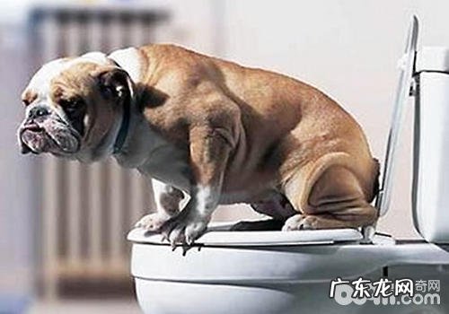 小狗尿频尿急及尿颜色出现异常是为什么