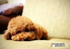 如何诊断狗狗有无脱水