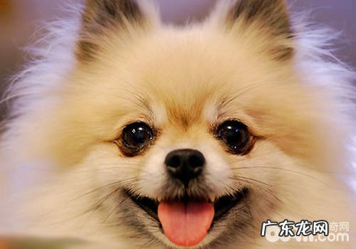 怎样帮小狗洗眼点眼