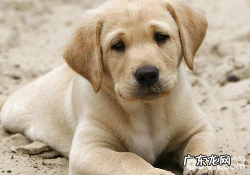 GDV对小狗有哪些危害