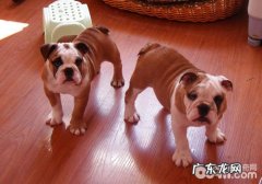 GDV对小狗有哪些危害