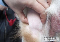 怎样对小狗的潜在性淋巴结节开展查验