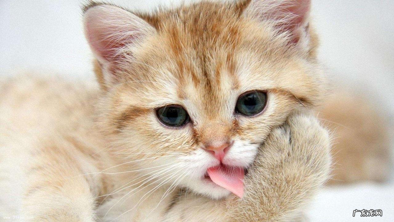 参议员和众议员的区别是什么?美国参议员众议员哪个更大?