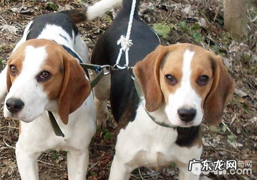 怎样繁育出身心健康的小狗