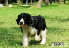 怎样繁育出身心健康的小狗