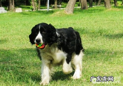 怎样繁育出身心健康的小狗