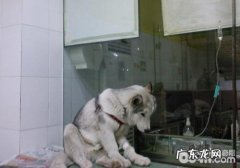 小狗输液的方式与方式