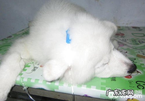 小狗输液的方式与方式