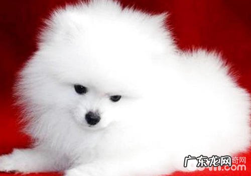 【诊疗攻略大全】狗狗疫苗过敏了怎么办