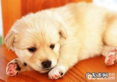 【诊疗攻略大全】狗狗疫苗过敏了怎么办