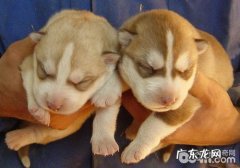 新生儿幼狗有什么常见疾病