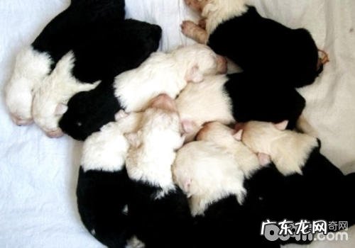 新生儿幼狗有什么常见疾病