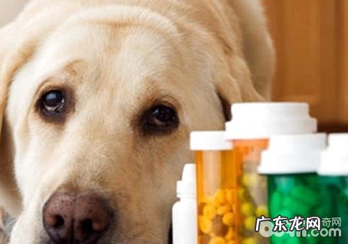 【诊疗攻略大全】猫和狗经口给药方式