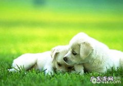犬体外寄生虫会引起出什么病症