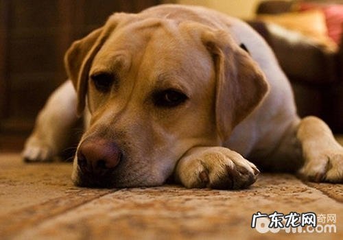 犬体外寄生虫会引起出什么病症