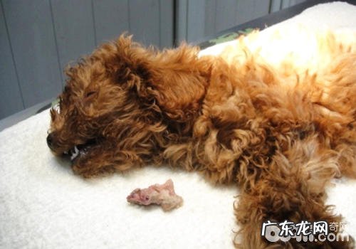 小狗一直传出咯咯声是什么情况