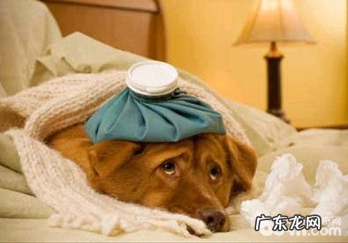 小狗一直传出咯咯声是什么情况