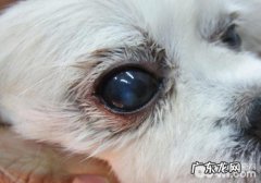 【诊疗攻略大全】小狗眼角膜炎症如何处理