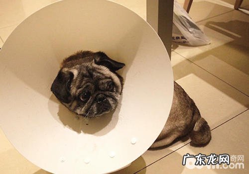 【诊疗攻略大全】小狗眼角膜炎症如何处理