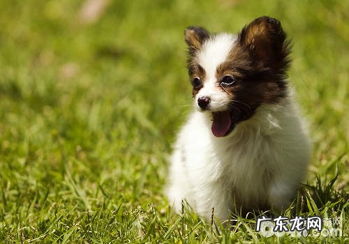 小狗得冠状动脉该怎么办