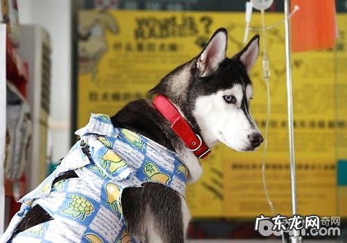 小狗得冠状动脉该怎么办