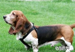 未绝育手术的小狗有什么常见疾病