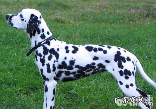 未绝育手术的小狗有什么常见疾病