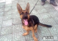 小狗趴蹄该怎么办