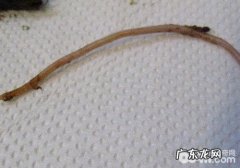 如何辨别小狗普遍的寄生虫感染