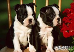 小狗人工繁殖的危害是不是非常大