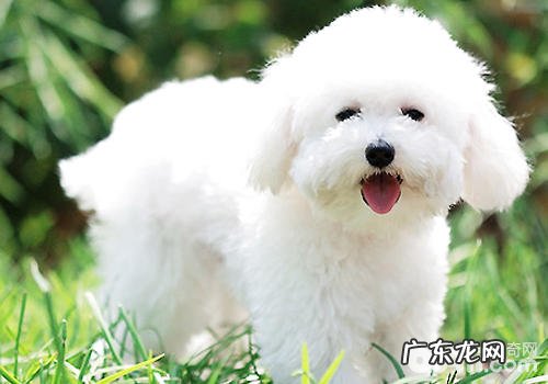 小狗人工繁殖的危害是不是非常大