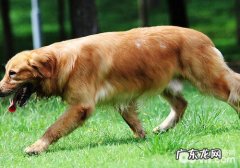 为自己金毛繁育必须谨慎